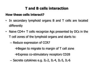 T and B cells interaction
How these cells interact?
• In secondary lymphoid organs B and T cells are located
differently
• Naive CD4+ T cells recognize Ags presented by DCs in the
T cell zones of the lymphoid organs and starts to:
– Reduce expression of CCR7
Began to migrate to margin of T cell zone
Express co-stimulatory receptors CD28
– Secrete cytokines e.g. IL-2, IL-4, IL-5, IL-6
 