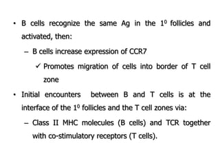 • B cells recognize the same Ag in the 10 follicles and
activated, then:
– B cells increase expression of CCR7
 Promotes migration of cells into border of T cell
zone
• Initial encounters between B and T cells is at the
interface of the 10 follicles and the T cell zones via:
– Class II MHC molecules (B cells) and TCR together
with co-stimulatory receptors (T cells).
 