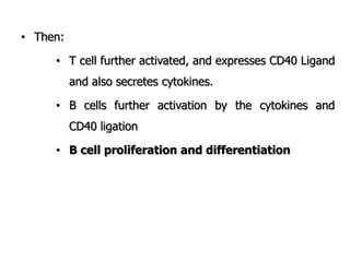 • Then:
• T cell further activated, and expresses CD40 Ligand
and also secretes cytokines.
• B cells further activation by the cytokines and
CD40 ligation
• B cell proliferation and differentiation
 
