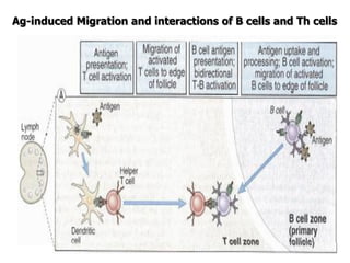 125
Ag-induced Migration and interactions of B cells and Th cells
 