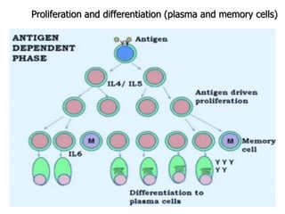 127
Proliferation and differentiation (plasma and memory cells)
 