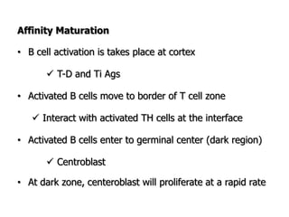 Affinity Maturation
• B cell activation is takes place at cortex
 T-D and Ti Ags
• Activated B cells move to border of T cell zone
 Interact with activated TH cells at the interface
• Activated B cells enter to germinal center (dark region)
 Centroblast
• At dark zone, centeroblast will proliferate at a rapid rate
 