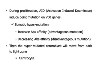 • During proliferation, AID (Activation Induced Deaminase)
induce point mutation on VDJ genes.
 Somatic hyper-mutation
• Increase Abs affinity (advantageous mutation)
• Decreasing Abs affinity (disadvantageous mutation)
• Then the hyper-mutated centroblast will move from dark
to light zone
 Centrocyte
 