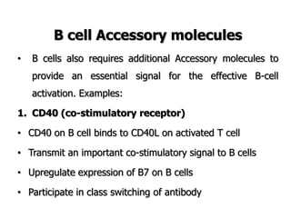 B cell Accessory molecules
• B cells also requires additional Accessory molecules to
provide an essential signal for the effective B-cell
activation. Examples:
1. CD40 (co-stimulatory receptor)
• CD40 on B cell binds to CD40L on activated T cell
• Transmit an important co-stimulatory signal to B cells
• Upregulate expression of B7 on B cells
• Participate in class switching of antibody
 