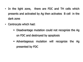 • In the light zone, there are FDC and TH cells which
presents and activated by Ag then activates B cell in the
dark zone
• Centrocyte which had:
 Disadvantage mutation could not recognize the Ag
on FDC and destroyed by apoptosis
 Advantageous mutation will recognize the Ag
presented by FDC
 