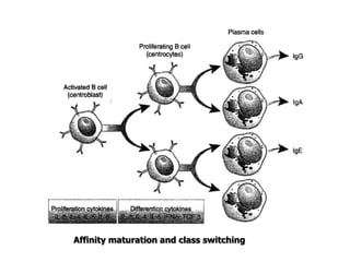 Affinity maturation and class switching
 