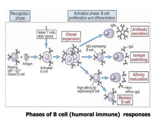 Phases of B cell (humoral immune) responses
 