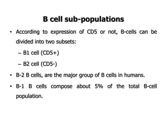B cell sub-populations
• According to expression of CD5 or not, B-cells can be
divided into two subsets:
– B1 cell (CD5+)
– B2 cell (CD5-)
• B-2 B cells, are the major group of B cells in humans.
• B-1 B cells compose about 5% of the total B-cell
population.
 