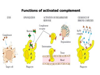Functions of activated complement
 