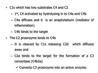 • C1s which has two substrates C4 and C2
– 1st, C4 activated by hydrolyzing in to C4a and C4b
– C4a diffuses and it is an anaphylatoxin (mediator of
inflammation)
– C4b binds to the target
• The C2 proenzyme binds to C4b
– It is cleaved by C1s releasing C2b which diffuses
away and
– C2a binds to the target for the formation of a C3
convertase (C4b2a)
 Converts C3 proenzyme into an active enzyme.
 