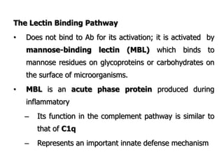 The Lectin Binding Pathway
• Does not bind to Ab for its activation; it is activated by
mannose-binding lectin (MBL) which binds to
mannose residues on glycoproteins or carbohydrates on
the surface of microorganisms.
• MBL is an acute phase protein produced during
inflammatory
– Its function in the complement pathway is similar to
that of C1q
– Represents an important innate defense mechanism
 