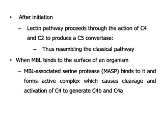 • After initiation
– Lectin pathway proceeds through the action of C4
and C2 to produce a C5 convertase:
– Thus resembling the classical pathway
• When MBL binds to the surface of an organism
– MBL-associated serine protease (MASP) binds to it and
forms active complex which causes cleavage and
activation of C4 to generate C4b and C4a
 