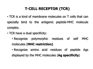 T-CELL RECEPTOR (TCR)
• TCR is a kind of membrane molecules on T cells that can
specially bind to the antigenic peptide-MHC molecule
complex.
• TCR have a dual specificity:
• Recognize polymorphic residues of self MHC
molecules (MHC restriction)
• Recognize amino acid residues of peptide Ags
displayed by the MHC molecules (Ag specificity)
 