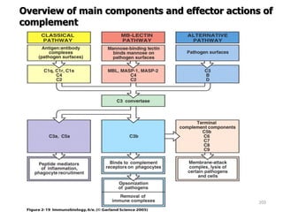 203
Overview of main components and effector actions of
complement
 
