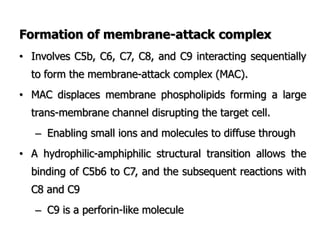Formation of membrane-attack complex
• Involves C5b, C6, C7, C8, and C9 interacting sequentially
to form the membrane-attack complex (MAC).
• MAC displaces membrane phospholipids forming a large
trans-membrane channel disrupting the target cell.
– Enabling small ions and molecules to diffuse through
• A hydrophilic-amphiphilic structural transition allows the
binding of C5b6 to C7, and the subsequent reactions with
C8 and C9
– C9 is a perforin-like molecule
 