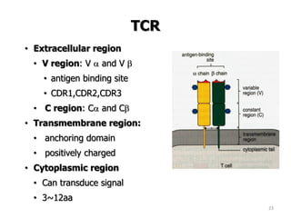 • Extracellular region
• V region: V  and V 
• antigen binding site
• CDR1,CDR2,CDR3
• C region: C and C
• Transmembrane region:
• anchoring domain
• positively charged
• Cytoplasmic region
• Can transduce signal
• 3~12aa
23
TCR
 