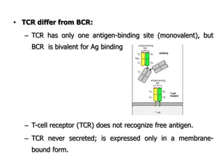 • TCR differ from BCR:
– TCR has only one antigen-binding site (monovalent), but
BCR is bivalent for Ag binding
– T-cell receptor (TCR) does not recognize free antigen.
– TCR never secreted; is expressed only in a membrane-
bound form.
 