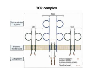 TCR complex
 