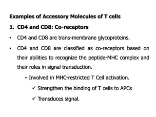 Examples of Accessory Molecules of T cells
1. CD4 and CD8: Co-receptors
• CD4 and CD8 are trans-membrane glycoproteins.
• CD4 and CD8 are classified as co-receptors based on
their abilities to recognize the peptide-MHC complex and
their roles in signal transduction.
• Involved in MHC-restricted T Cell activation.
 Strengthen the binding of T cells to APCs
 Transduces signal.
 