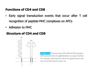 Functions of CD4 and CD8
• Early signal transduction events that occur after T cell
recognition of peptide-MHC complexes on APCs
• Adhesion to MHC
Structure of CD4 and CD8
 