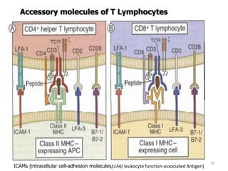 39
Accessory molecules of T Lymphocytes
ICAMs (intracellular cell-adhesion molecules);LFA( leukocyte function-associated Antigen)
 