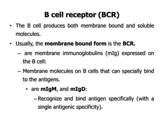 B cell receptor (BCR)
• The B cell produces both membrane bound and soluble
molecules.
• Usually, the membrane bound form is the BCR.
– are membrane immunoglobulins (mIg) expressed on
the B cell:
– Membrane molecules on B cells that can specially bind
to the antigens.
• are mIgM, and mIgD:
– Recognize and bind antigen specifically (with a
single antigenic specificity).
 