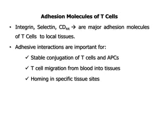 Adhesion Molecules of T Cells
• Integrin, Selectin, CD44  are major adhesion molecules
of T Cells to local tissues.
• Adhesive interactions are important for:
 Stable conjugation of T cells and APCs
 T cell migration from blood into tissues
 Homing in specific tissue sites
 