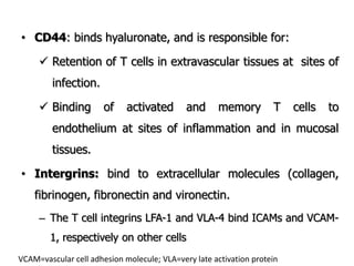 • CD44: binds hyaluronate, and is responsible for:
 Retention of T cells in extravascular tissues at sites of
infection.
 Binding of activated and memory T cells to
endothelium at sites of inflammation and in mucosal
tissues.
• Intergrins: bind to extracellular molecules (collagen,
fibrinogen, fibronectin and vironectin.
– The T cell integrins LFA-1 and VLA-4 bind ICAMs and VCAM-
1, respectively on other cells
VCAM=vascular cell adhesion molecule; VLA=very late activation protein
 