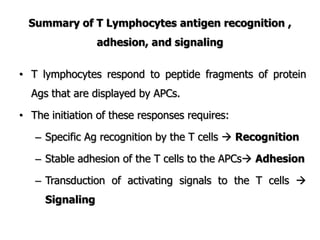 • T lymphocytes respond to peptide fragments of protein
Ags that are displayed by APCs.
• The initiation of these responses requires:
– Specific Ag recognition by the T cells  Recognition
– Stable adhesion of the T cells to the APCs Adhesion
– Transduction of activating signals to the T cells 
Signaling
Summary of T Lymphocytes antigen recognition ,
adhesion, and signaling
 