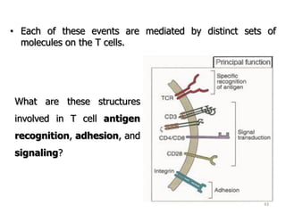 43
• Each of these events are mediated by distinct sets of
molecules on the T cells.
What are these structures
involved in T cell antigen
recognition, adhesion, and
signaling?
 