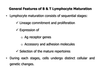 General Features of B & T Lymphocyte Maturation
• Lymphocyte maturation consists of sequential stages:
 Lineage commitment and proliferation
 Expression of
o Ag receptor genes
o Accessory and adhesion molecules
 Selection of the mature repertoires
• During each stages, cells undergo distinct cellular and
genetic changes.
 