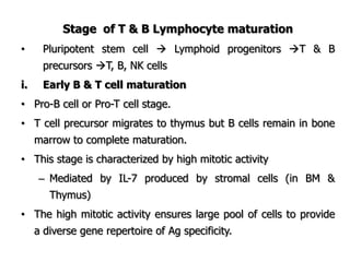 Stage of T & B Lymphocyte maturation
• Pluripotent stem cell  Lymphoid progenitors T & B
precursors T, B, NK cells
i. Early B & T cell maturation
• Pro-B cell or Pro-T cell stage.
• T cell precursor migrates to thymus but B cells remain in bone
marrow to complete maturation.
• This stage is characterized by high mitotic activity
– Mediated by IL-7 produced by stromal cells (in BM &
Thymus)
• The high mitotic activity ensures large pool of cells to provide
a diverse gene repertoire of Ag specificity.
 