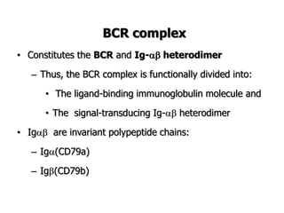 BCR complex
• Constitutes the BCR and Ig- heterodimer
– Thus, the BCR complex is functionally divided into:
• The ligand-binding immunoglobulin molecule and
• The signal-transducing Ig- heterodimer
• Ig are invariant polypeptide chains:
– Ig(CD79a)
– Ig(CD79b)
 