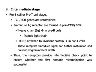 ii. Intermediate stage
• Pre-B cell or Pre-T cell stage.
 TCR/BCR genes are recombined
 Immature Ag receptor are formed pre-TCR/BCR
 Heavy chain (Ig)  in pre-B cells
• Pseudo light chain
 TCR β attached to invariant protein  in pre-T cells
• These receptors transduce signal for further maturation and
prevent programmed cell death
– Thus, the receptors provide intermediate check point to
ensure whether the first somatic recombination was
successful.
 