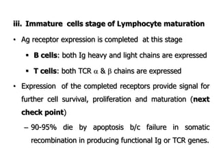 iii. Immature cells stage of Lymphocyte maturation
• Ag receptor expression is completed at this stage
 B cells: both Ig heavy and light chains are expressed
 T cells: both TCR  &  chains are expressed
• Expression of the completed receptors provide signal for
further cell survival, proliferation and maturation (next
check point)
– 90-95% die by apoptosis b/c failure in somatic
recombination in producing functional Ig or TCR genes.
 