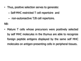 • Thus, positive selection serves to generate:
– Self-MHC restricted T cell repertoire and
– non-autoreactive T/B cell repertoire.
NB:
• Mature T cells whose precursors were positively selected
by self MHC molecules in the thymus are able to recognize
foreign peptide antigens displayed by the same self MHC
molecules on antigen-presenting cells in peripheral tissues.
 