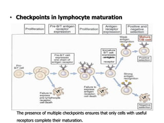 • Checkpoints in lymphocyte maturation
The presence of multiple checkpoints ensures that only cells with useful
receptors complete their maturation.
 