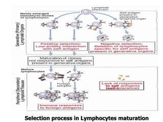 Selection process in Lymphocytes maturation
 