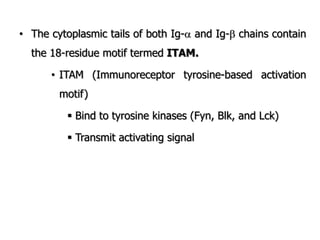 • The cytoplasmic tails of both Ig- and Ig- chains contain
the 18-residue motif termed ITAM.
• ITAM (Immunoreceptor tyrosine-based activation
motif)
 Bind to tyrosine kinases (Fyn, Blk, and Lck)
 Transmit activating signal
 