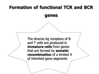 The diverse Ag receptors of B
and T cells are produced in
immature cells from genes
that are formed by somatic
recombination of a limited #
of inherited gene segments
Formation of functional TCR and BCR
genes
 