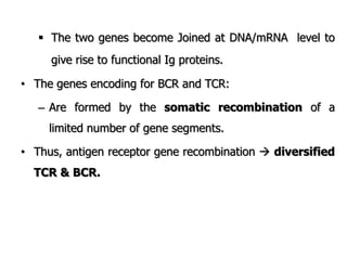  The two genes become Joined at DNA/mRNA level to
give rise to functional Ig proteins.
• The genes encoding for BCR and TCR:
– Are formed by the somatic recombination of a
limited number of gene segments.
• Thus, antigen receptor gene recombination  diversified
TCR & BCR.
 
