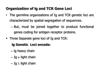 Organization of lg and TCR Gene Loci
• The germline organizations of Ig and TCR genetic loci are
characterized by spatial segregation of sequences.
– But, must be joined together to produce functional
genes coding for antigen receptor proteins.
 Three Separate gene loci of Ig and TCR:
lg Genetic Loci encode:
– lg heavy chain
– Ig  light chain
– Ig  light chain
 