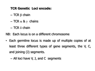 TCR Genetic Loci encode:
– TCR  chain
– TCR  &  chains
– TCR  chain
NB: Each locus is on a different chromosome
• Each germline locus is made up of multiple copies of at
least three different types of gene segments, the V, C,
and joining (J) segments.
– All loci have V, J, and C segments
 