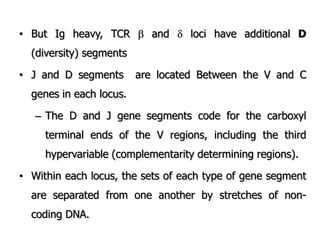 • But Ig heavy, TCR  and  loci have additional D
(diversity) segments
• J and D segments are located Between the V and C
genes in each locus.
– The D and J gene segments code for the carboxyl
terminal ends of the V regions, including the third
hypervariable (complementarity determining regions).
• Within each locus, the sets of each type of gene segment
are separated from one another by stretches of non-
coding DNA.
 