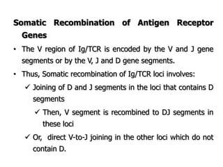 Somatic Recombination of Antigen Receptor
Genes
• The V region of Ig/TCR is encoded by the V and J gene
segments or by the V, J and D gene segments.
• Thus, Somatic recombination of Ig/TCR loci involves:
 Joining of D and J segments in the loci that contains D
segments
 Then, V segment is recombined to DJ segments in
these loci
 Or, direct V-to-J joining in the other loci which do not
contain D.
 