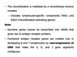• The recombination is mediated by a recombinase enzyme
complex
– Includes lymphocyte-specific components RAG1 and
RAG2 (recombination-activating genes)
Note
• Germline genes cannot be transcribed into mRNA that
gives rise to antigen receptor proteins.
• Functional antigen receptor genes are created only in
developing B and T lymphocytes by rearrangements of
DNA that make the V, D, and J gene segments
contiguous.
 