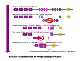 Somatic Recombination of Antigen Receptor Genes
 
