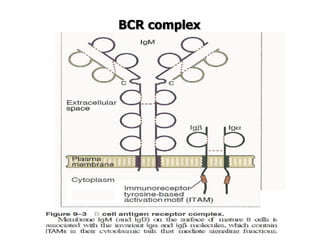 BCR complex
 