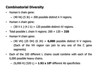 Combinatorial Diversity
• Human k chain gene:
– (40 Vk) (5 Jk) = 200 possible distinct k V regions.
• Human λ chain gene:
– (30 V λ ) (4 J λ) = 120 possible distinct λV regions.
• Total possible L chain V regions: 200 + 120 = 320
• Human H chain gene:
– (40 VH) (25 DH) (6 JH) = 6,000 possible distinct H V regions.
(Each of the VH region can join to any one of the C gene
segments)
• Each of the 320 different L chains could combine with each of the
6,000 possible heavy chains.
– (6,000 H) (320 L) = 1.92 x 106 different Ab specificities
 