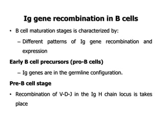Ig gene recombination in B cells
• B cell maturation stages is characterized by:
– Different patterns of Ig gene recombination and
expression
Early B cell precursors (pro-B cells)
– Ig genes are in the germline configuration.
Pre-B cell stage
• Recombination of V-D-J in the Ig H chain locus is takes
place
 